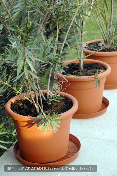 院子里的植物