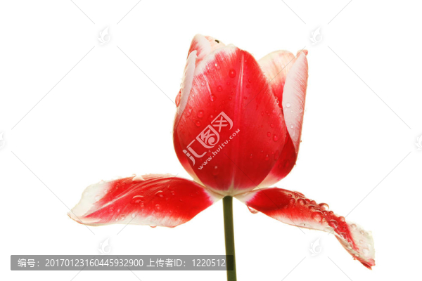 滴雨的郁金香