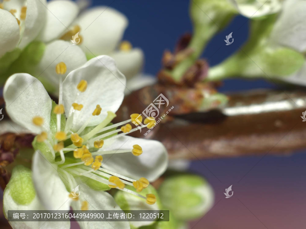 梅花極端特寫(xiě)-（Prunus,cultivar）