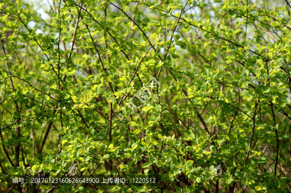 布什-匯圖網(wǎng) www.fosd68.com 布什