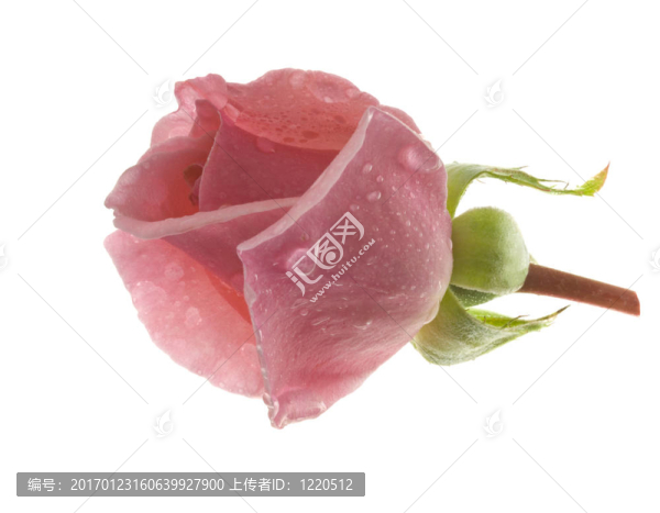 粉紅玫瑰花蕾露