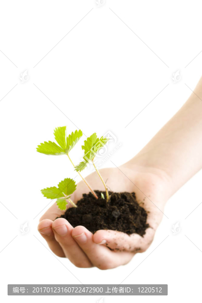 草莓-匯圖網(wǎng) www.fosd68.com 草莓