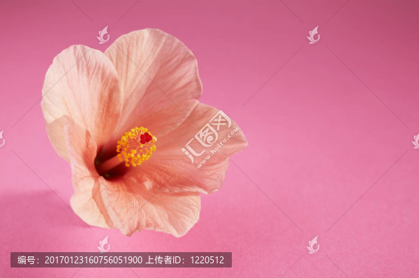 扶桑