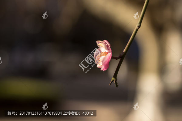 一枝紅梅