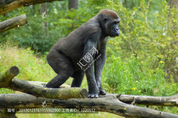 大猩猩在野外-匯圖網(wǎng) www.fosd68.com 大猩猩在野外