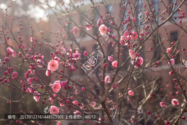 一樹(shù)梅花
