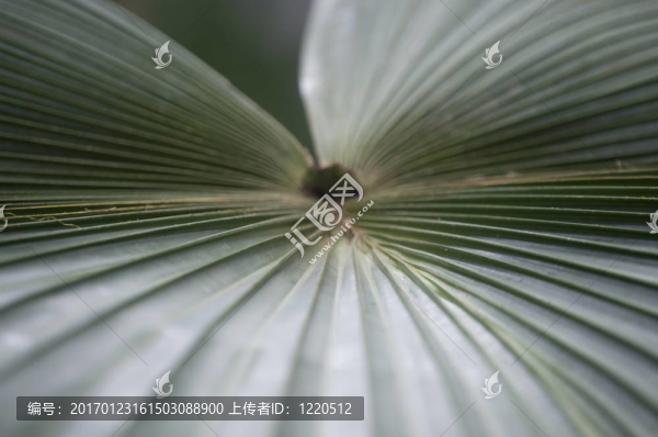 葉的抽象藝術(shù)