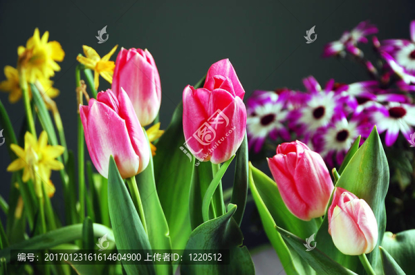 各種春天的花朵