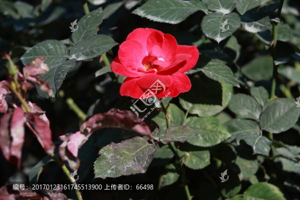 玫瑰花