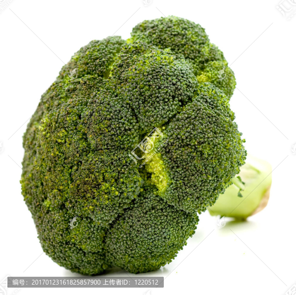 西蘭花白
