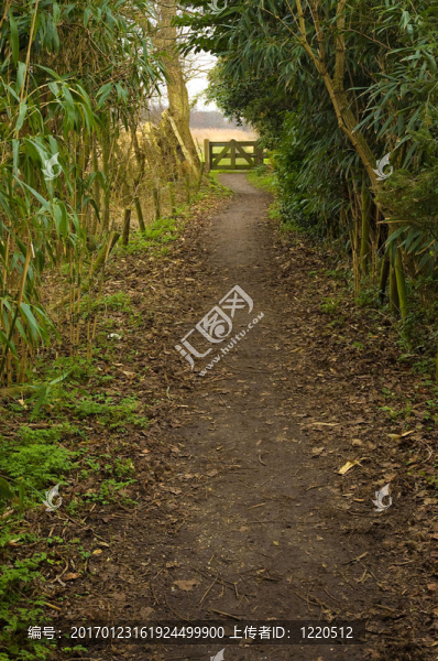 農村道路