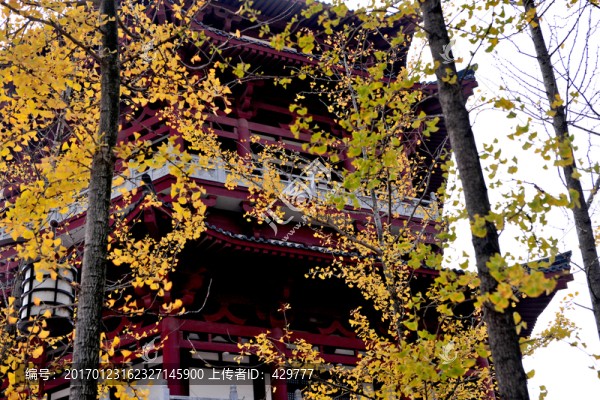 銀杏樹(shù),園林