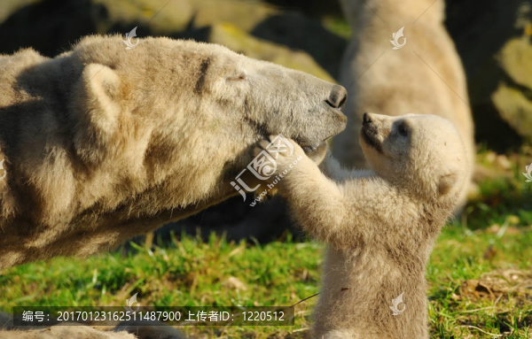 北極熊和幼崽