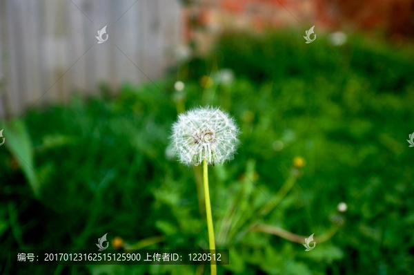以愛為母