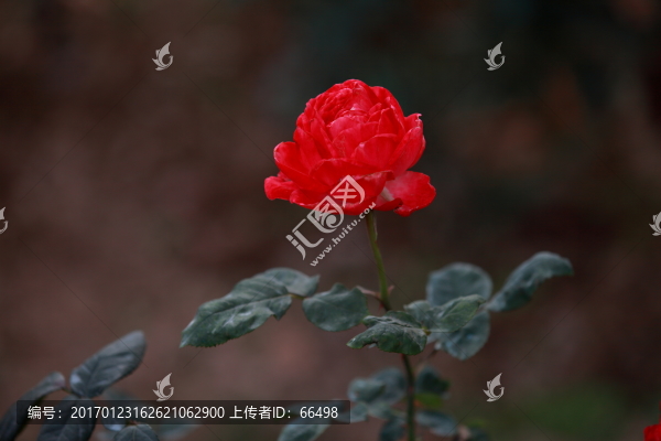 玫瑰花