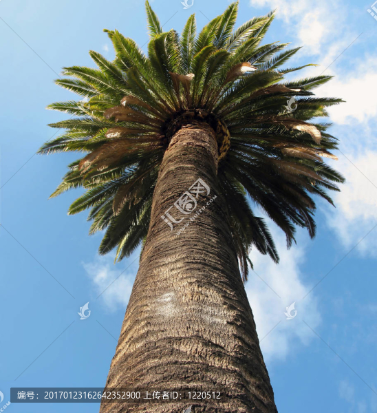棕櫚樹干