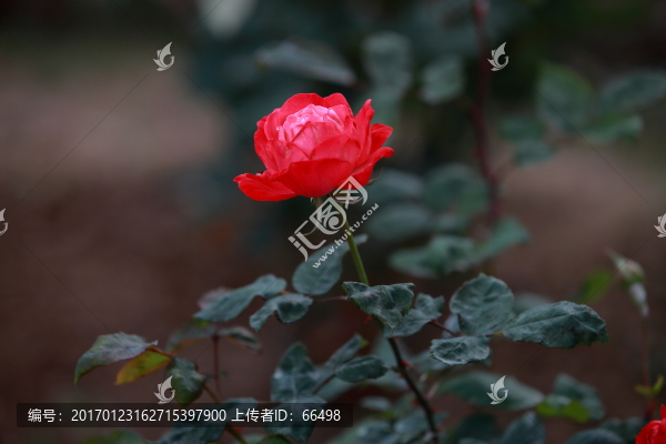 玫瑰花