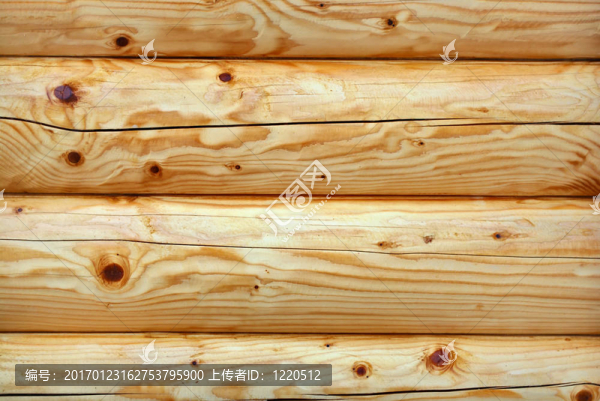 美麗的樹