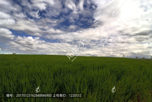 綠色景觀