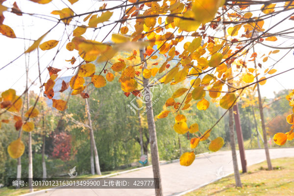 秋天樹林