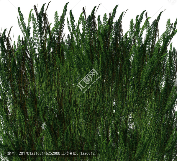 很酷的3D草