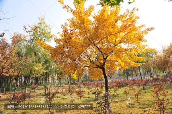 黃葉樹