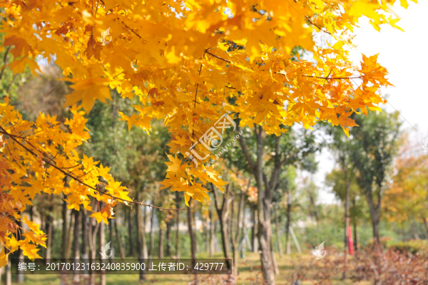 秋天樹林