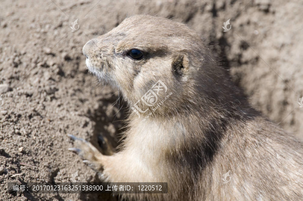 大草原狗