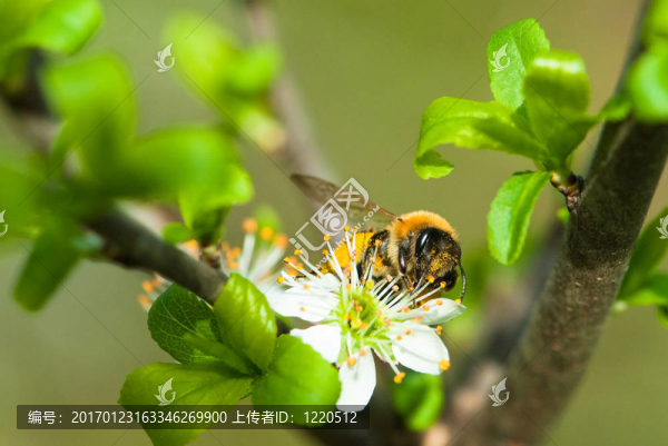 忙碌的蜜蜂