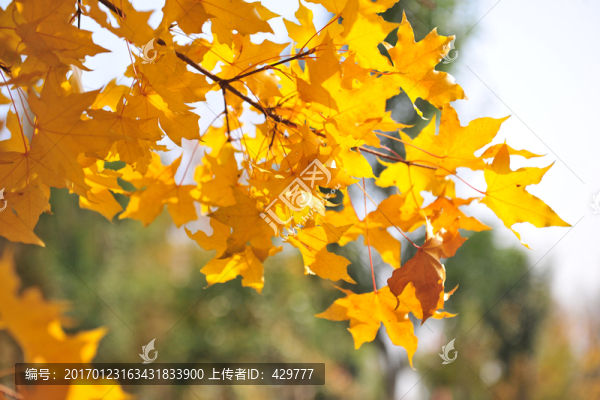 黃樹葉,黃色背景