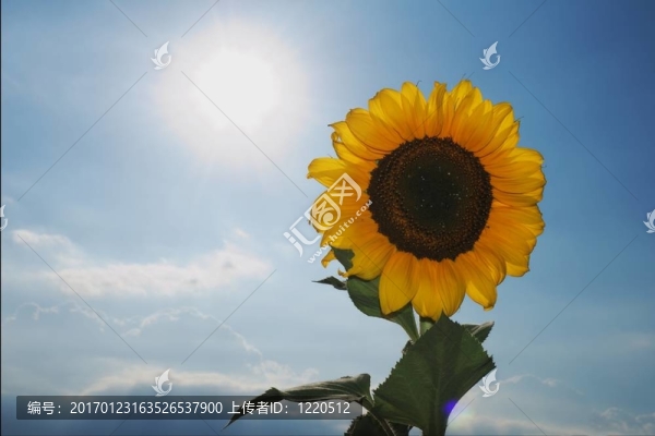 太陽和向日葵