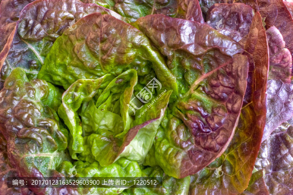 生菜的心