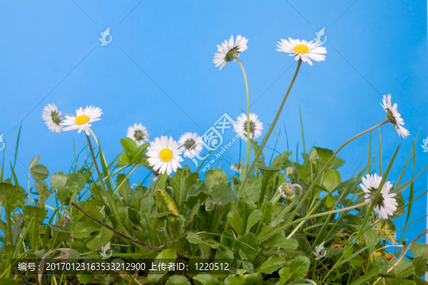 春天的雛菊和草