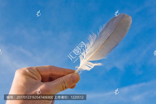 海鷗的羽毛