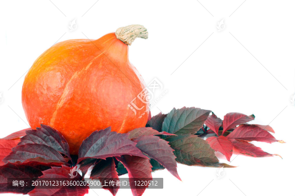 南瓜葉-匯圖網(wǎng) www.fosd68.com 南瓜葉