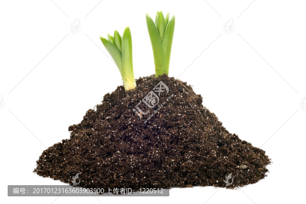 土壤島植物生長