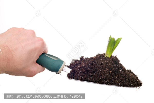 手持植物的手推