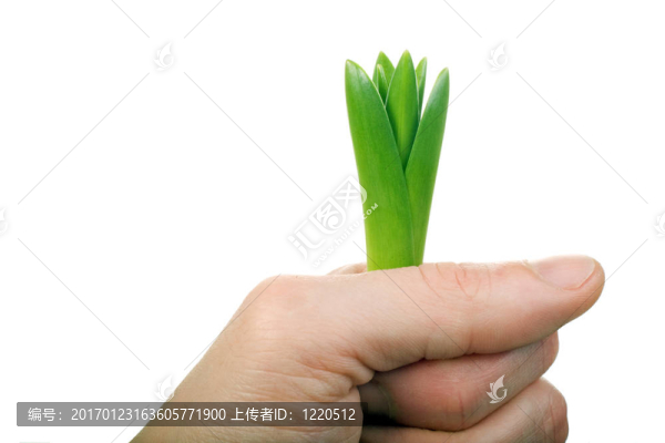 手和年輕植物