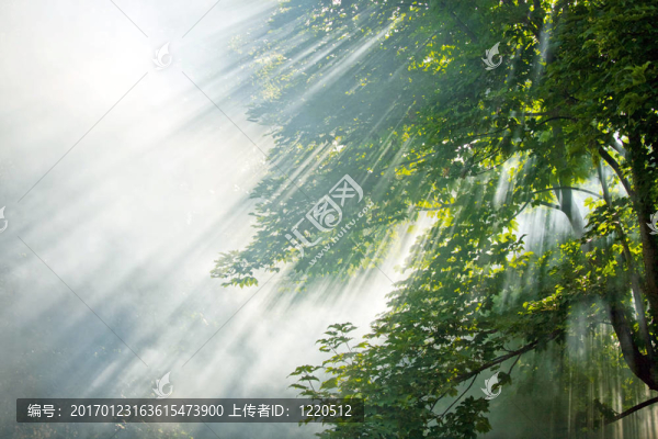 森林中的陽光光束