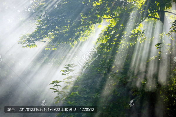 森林中的陽光光束