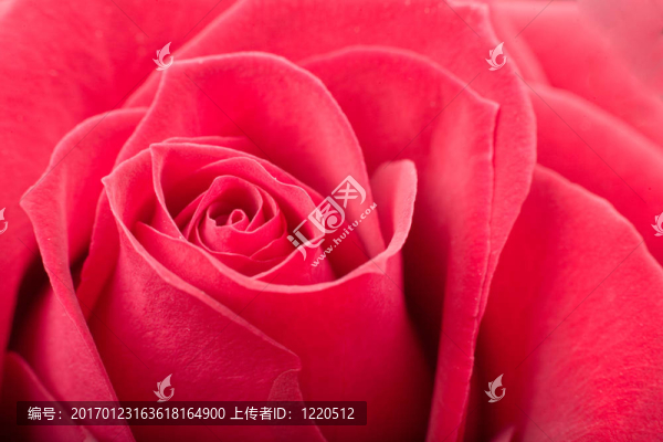 紅玫瑰特寫-匯圖網(wǎng) www.fosd68.com 紅玫瑰特寫