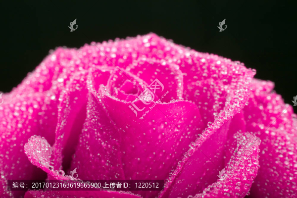黑色背景上的粉紅玫瑰