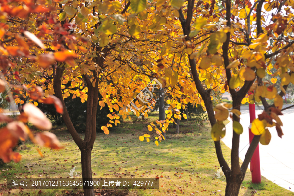 秋日公園