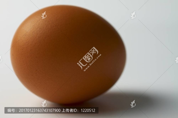 白色背景上的單卵