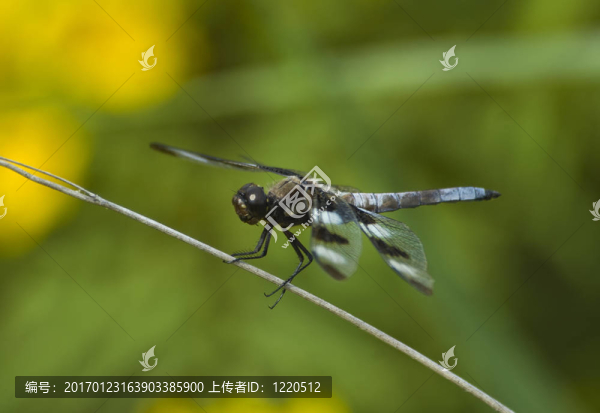 蜻蜓