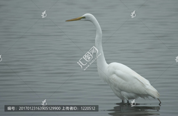 大白鷺站在一個(gè)池塘-匯圖網(wǎng) www.fosd68.com 大白鷺站在一個(gè)池塘