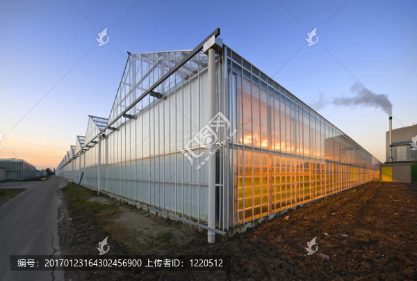 溫室的黃昏