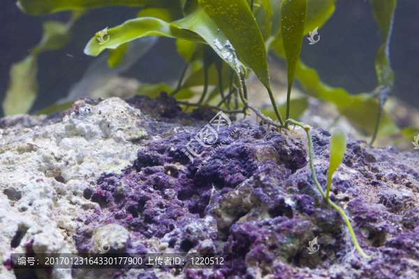 海洋水族魚缸