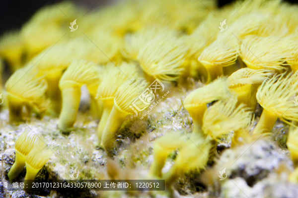海洋水族魚缸-匯圖網(wǎng) www.fosd68.com 海洋水族魚缸