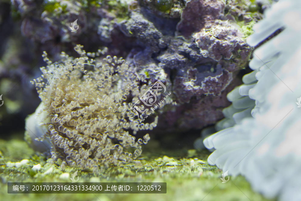 海洋水族魚缸